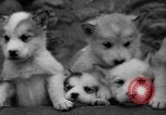 Image les chiens de traîneau Wonalancet New Hampshire USA, 1939, de la seconde 42 séquences d'archives historiques vidéo 65675070946