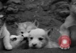 Image les chiens de traîneau Wonalancet New Hampshire USA, 1939, de la seconde 43 séquences d'archives historiques vidéo 65675070946