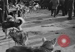 Standbild Antarktis Expedition Boston Massachusetts USA, 1939, aus Sekunde 24 historischem Filmmaterial Videoclip 65675070953