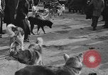 Standbild Antarktis Expedition Boston Massachusetts USA, 1939, aus Sekunde 25 historischem Filmmaterial Videoclip 65675070953
