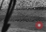 Image of wild ducks Seattle Washington USA, 1932, second 33 stock footage video 65675070958