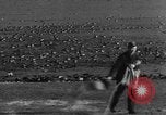 Image of wild ducks Seattle Washington USA, 1932, second 41 stock footage video 65675070958