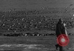 Image of wild ducks Seattle Washington USA, 1932, second 42 stock footage video 65675070958