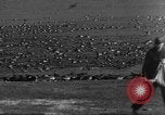 Image of wild ducks Seattle Washington USA, 1932, second 43 stock footage video 65675070958