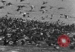 Image of wild ducks Seattle Washington USA, 1932, second 44 stock footage video 65675070958