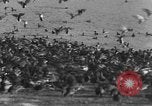 Image of wild ducks Seattle Washington USA, 1932, second 45 stock footage video 65675070958