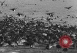 Image of wild ducks Seattle Washington USA, 1932, second 46 stock footage video 65675070958