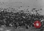 Image of wild ducks Seattle Washington USA, 1932, second 47 stock footage video 65675070958