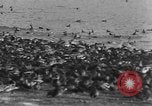 Image of wild ducks Seattle Washington USA, 1932, second 48 stock footage video 65675070958