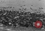 Image of wild ducks Seattle Washington USA, 1932, second 49 stock footage video 65675070958