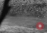 Image of wild ducks Seattle Washington USA, 1932, second 52 stock footage video 65675070958