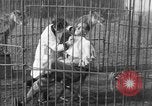 Immagine di Ragazza barbiere Inzersdorf Austria, 1932, secondo 36 filmato di repertorio 65675070963