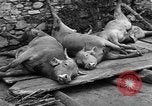 Image of floods Italy, 1951, second 39 stock footage video 65675070972