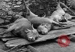 Image of floods Italy, 1951, second 40 stock footage video 65675070972