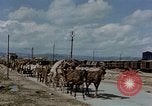 Image Des prisonniers allemands Autriche, 1945, de la seconde 51 séquences d'archives historiques vidéo 65675070990