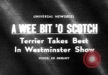 Standbild Westminster Kennel Club dog show New York United States USA, 1965, aus Sekunde 1 historischem Filmmaterial Videoclip 65675070999