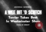 Standbild Westminster Kennel Club dog show New York United States USA, 1965, aus Sekunde 5 historischem Filmmaterial Videoclip 65675070999