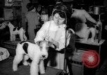 Standbild Westminster Kennel Club dog show New York United States USA, 1965, aus Sekunde 8 historischem Filmmaterial Videoclip 65675070999