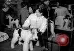 Standbild Westminster Kennel Club dog show New York United States USA, 1965, aus Sekunde 9 historischem Filmmaterial Videoclip 65675070999