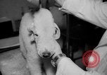 Standbild Westminster Kennel Club dog show New York United States USA, 1965, aus Sekunde 11 historischem Filmmaterial Videoclip 65675070999