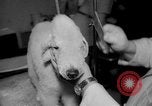 Standbild Westminster Kennel Club dog show New York United States USA, 1965, aus Sekunde 12 historischem Filmmaterial Videoclip 65675070999