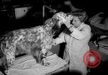 Standbild Westminster Kennel Club dog show New York United States USA, 1965, aus Sekunde 13 historischem Filmmaterial Videoclip 65675070999