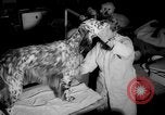 Standbild Westminster Kennel Club dog show New York United States USA, 1965, aus Sekunde 14 historischem Filmmaterial Videoclip 65675070999