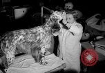 Standbild Westminster Kennel Club dog show New York United States USA, 1965, aus Sekunde 15 historischem Filmmaterial Videoclip 65675070999