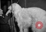 Standbild Westminster Kennel Club dog show New York United States USA, 1965, aus Sekunde 16 historischem Filmmaterial Videoclip 65675070999