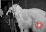 Standbild Westminster Kennel Club dog show New York United States USA, 1965, aus Sekunde 17 historischem Filmmaterial Videoclip 65675070999