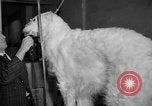 Standbild Westminster Kennel Club dog show New York United States USA, 1965, aus Sekunde 18 historischem Filmmaterial Videoclip 65675070999