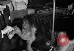 Standbild Westminster Kennel Club dog show New York United States USA, 1965, aus Sekunde 22 historischem Filmmaterial Videoclip 65675070999