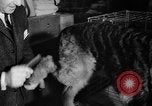 Standbild Westminster Kennel Club dog show New York United States USA, 1965, aus Sekunde 23 historischem Filmmaterial Videoclip 65675070999