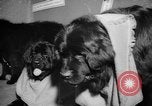 Standbild Westminster Kennel Club dog show New York United States USA, 1965, aus Sekunde 24 historischem Filmmaterial Videoclip 65675070999