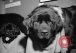 Standbild Westminster Kennel Club dog show New York United States USA, 1965, aus Sekunde 25 historischem Filmmaterial Videoclip 65675070999
