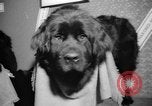 Standbild Westminster Kennel Club dog show New York United States USA, 1965, aus Sekunde 26 historischem Filmmaterial Videoclip 65675070999
