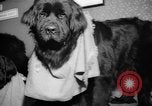 Standbild Westminster Kennel Club dog show New York United States USA, 1965, aus Sekunde 27 historischem Filmmaterial Videoclip 65675070999