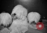 Standbild Westminster Kennel Club dog show New York United States USA, 1965, aus Sekunde 29 historischem Filmmaterial Videoclip 65675070999
