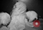 Standbild Westminster Kennel Club dog show New York United States USA, 1965, aus Sekunde 30 historischem Filmmaterial Videoclip 65675070999