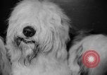 Standbild Westminster Kennel Club dog show New York United States USA, 1965, aus Sekunde 31 historischem Filmmaterial Videoclip 65675070999