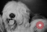 Standbild Westminster Kennel Club dog show New York United States USA, 1965, aus Sekunde 32 historischem Filmmaterial Videoclip 65675070999