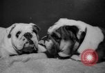 Standbild Westminster Kennel Club dog show New York United States USA, 1965, aus Sekunde 33 historischem Filmmaterial Videoclip 65675070999