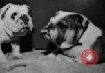 Standbild Westminster Kennel Club dog show New York United States USA, 1965, aus Sekunde 34 historischem Filmmaterial Videoclip 65675070999