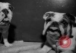 Standbild Westminster Kennel Club dog show New York United States USA, 1965, aus Sekunde 35 historischem Filmmaterial Videoclip 65675070999