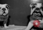 Standbild Westminster Kennel Club dog show New York United States USA, 1965, aus Sekunde 36 historischem Filmmaterial Videoclip 65675070999