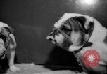 Standbild Westminster Kennel Club dog show New York United States USA, 1965, aus Sekunde 37 historischem Filmmaterial Videoclip 65675070999