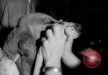 Standbild Westminster Kennel Club dog show New York United States USA, 1965, aus Sekunde 38 historischem Filmmaterial Videoclip 65675070999