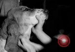 Standbild Westminster Kennel Club dog show New York United States USA, 1965, aus Sekunde 39 historischem Filmmaterial Videoclip 65675070999