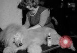Standbild Westminster Kennel Club dog show New York United States USA, 1965, aus Sekunde 40 historischem Filmmaterial Videoclip 65675070999