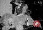 Standbild Westminster Kennel Club dog show New York United States USA, 1965, aus Sekunde 41 historischem Filmmaterial Videoclip 65675070999